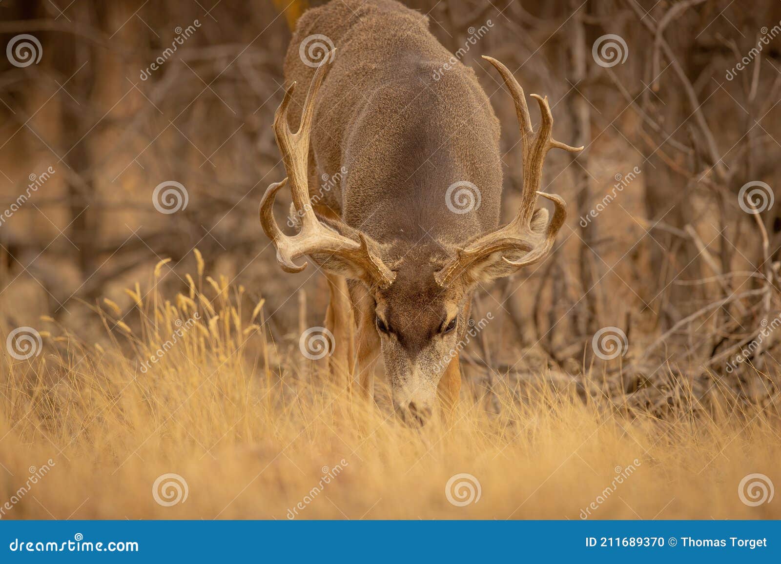 handsome mule deer buck feeds while traveling through woodlot
