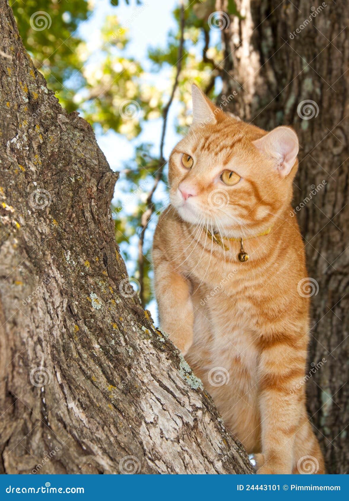 Handsome Orange Tabby Cat Up in a Tree Stock Image Image of nose