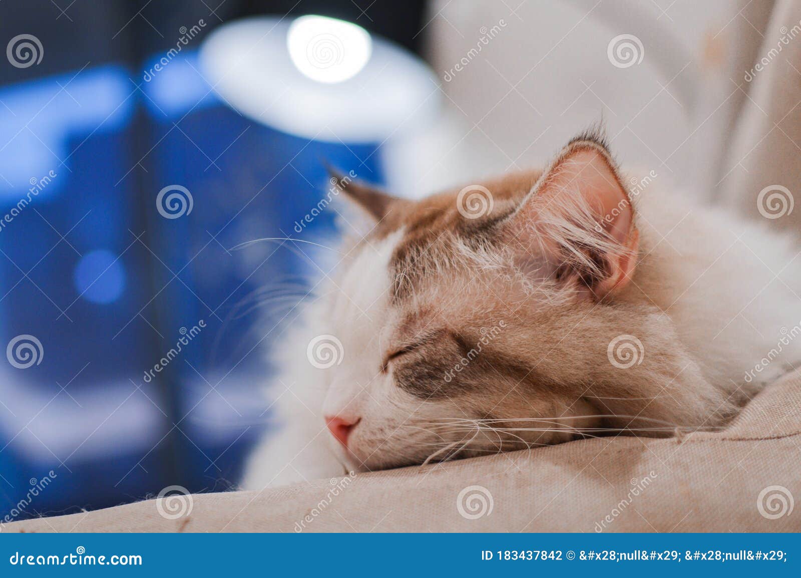Handsome Ragdoll Cat Sleep Deep Stock Photo Image of kitten, longhair