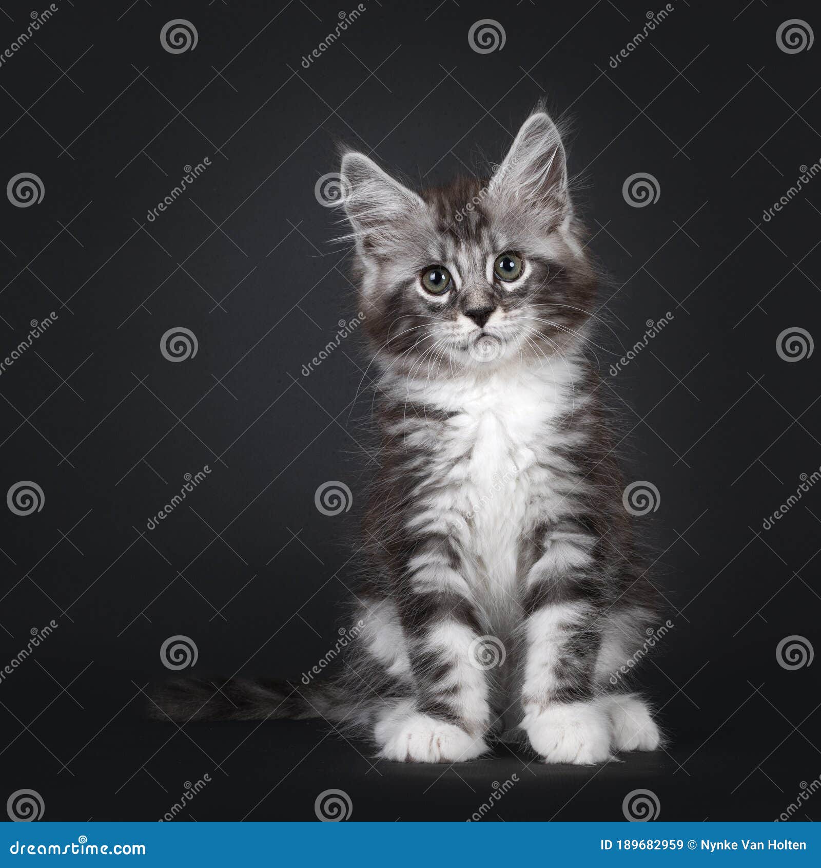 Silver Tabby Maine Coon Kitten on Black Stock Image Image of level, shot 189682959