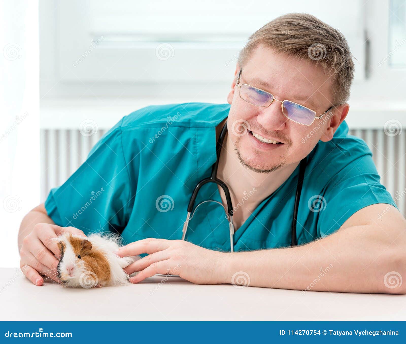 Handsome Veterinarian in Glasses Examining Guinea Pig at Table Stock