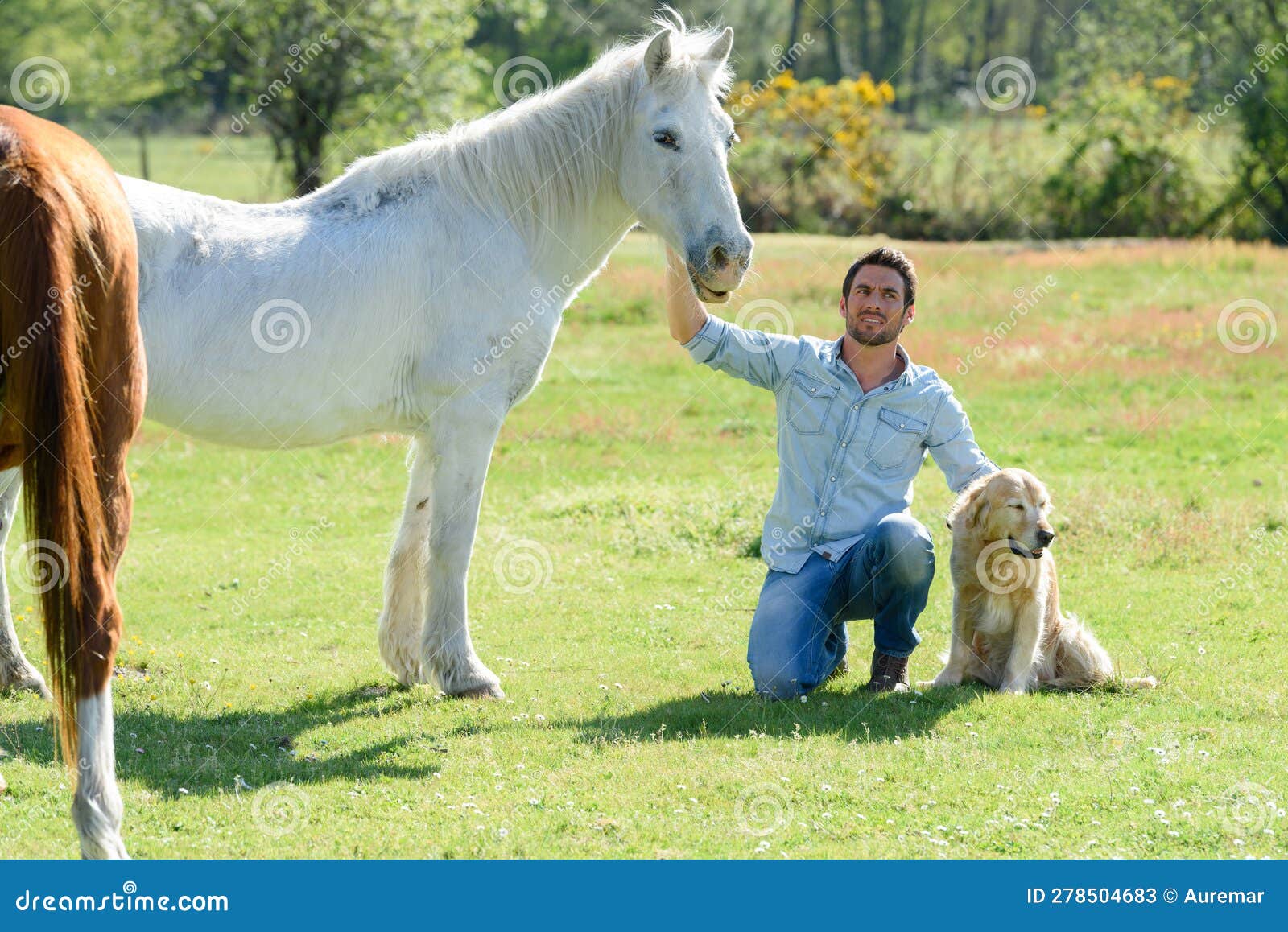 Handsome Young Man Walking with Horse and Dog Stock Image Image of