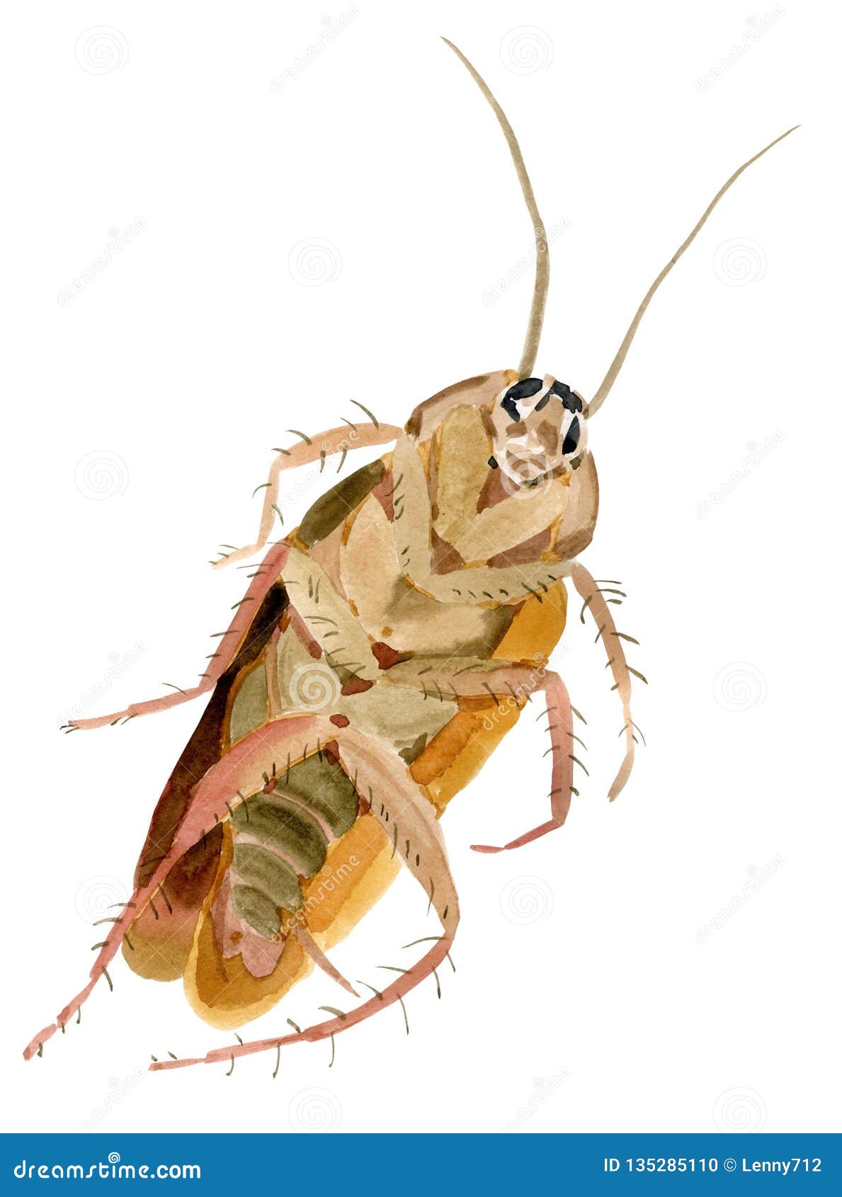 Handwork Watercolor Illustration Of An Insect Cockroach Stock ...