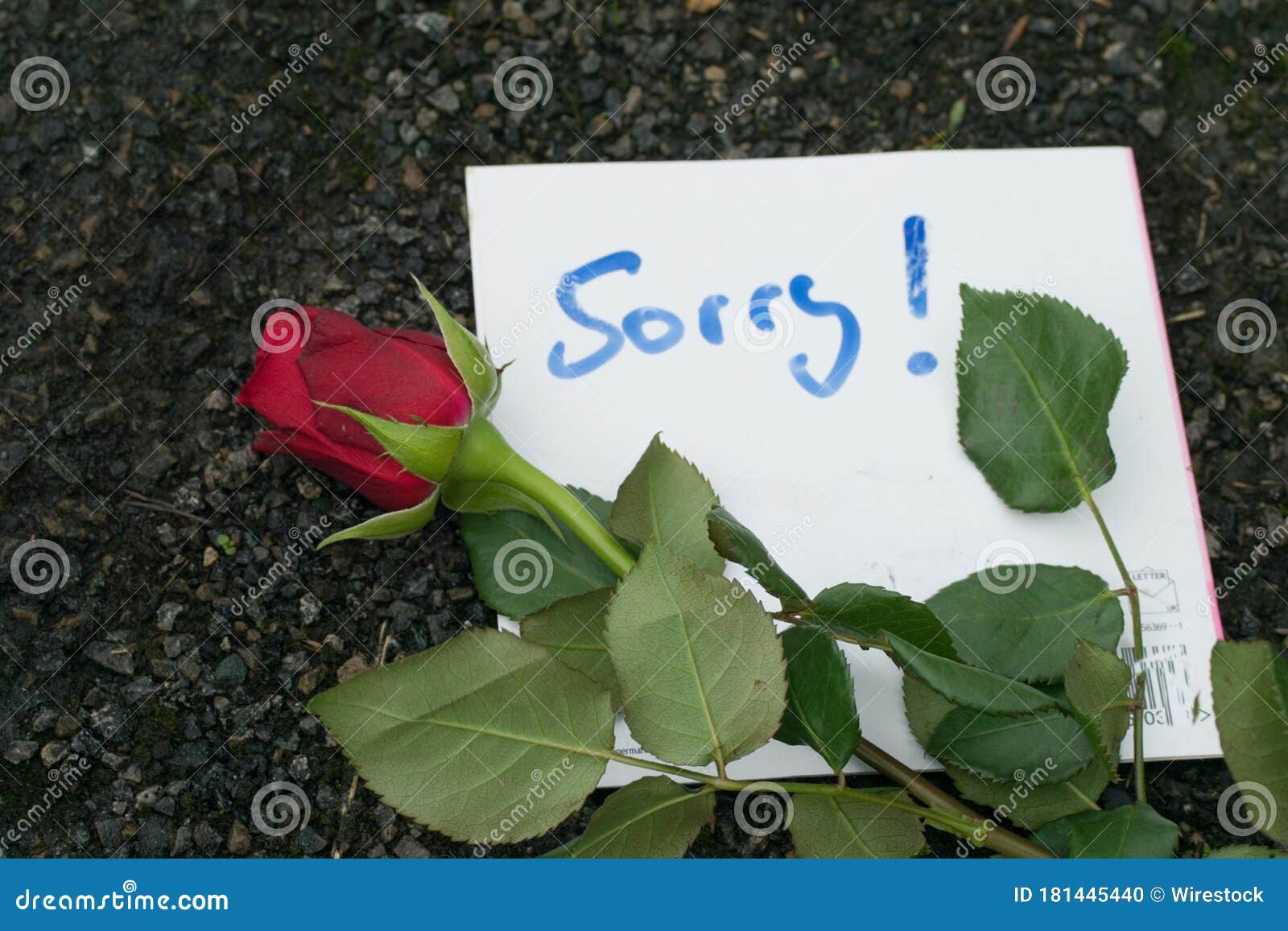 Handwritten Apology Note and Red Rose on the Ground Stock Photo Image of excuse, word 181445440