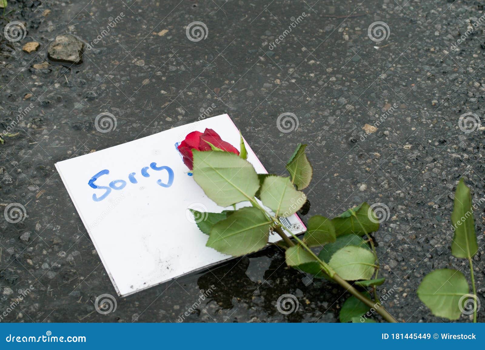 Handwritten Apology Note and Red Rose on the Ground Stock Image Image of design, writing