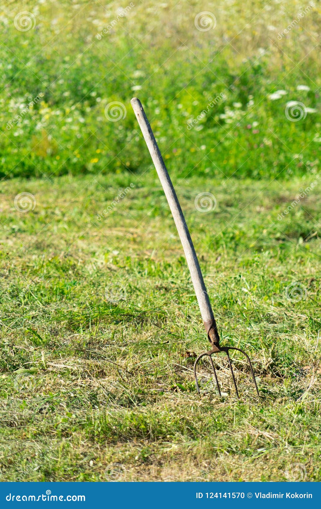 A Handy Tool for Harvesting Cut Grass. Stock Photo Image of natural