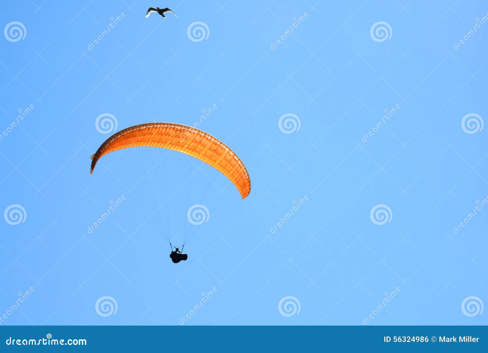 Hang Glider and Seagull stock photo. Image of flying 56324986