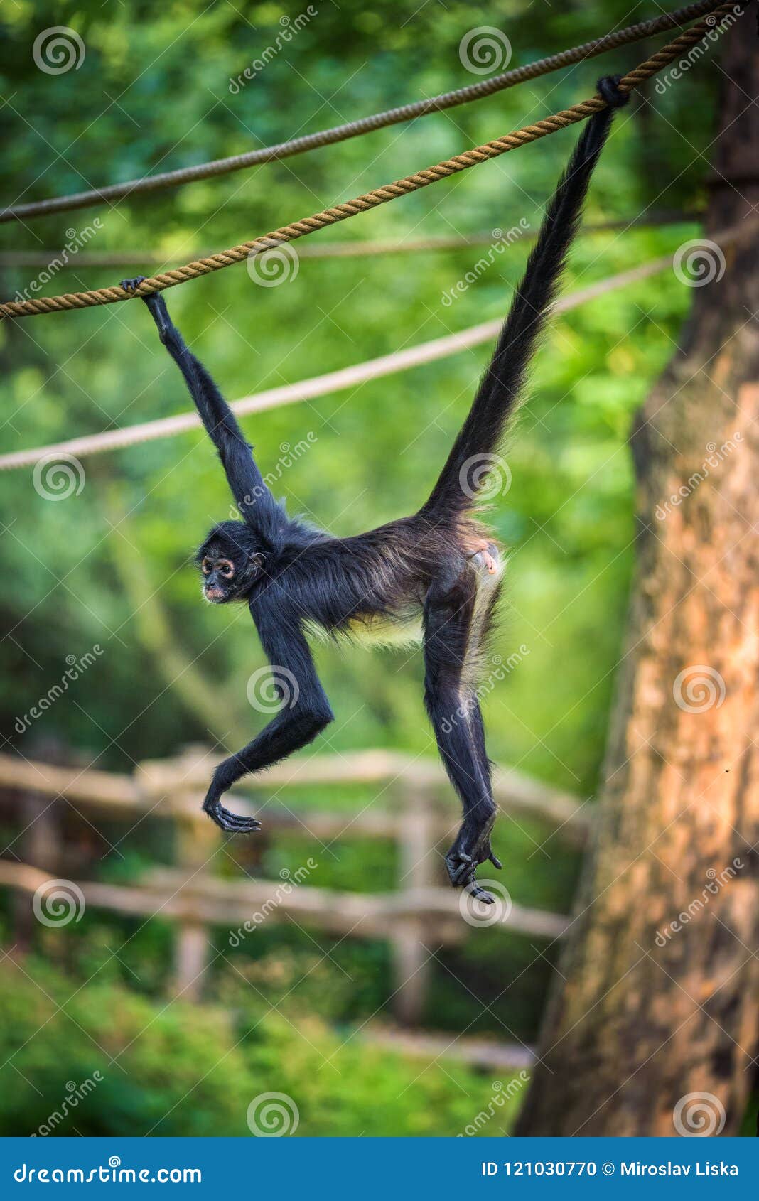 Macaco-aranha-de-geoffroy Fotografia, Fotos