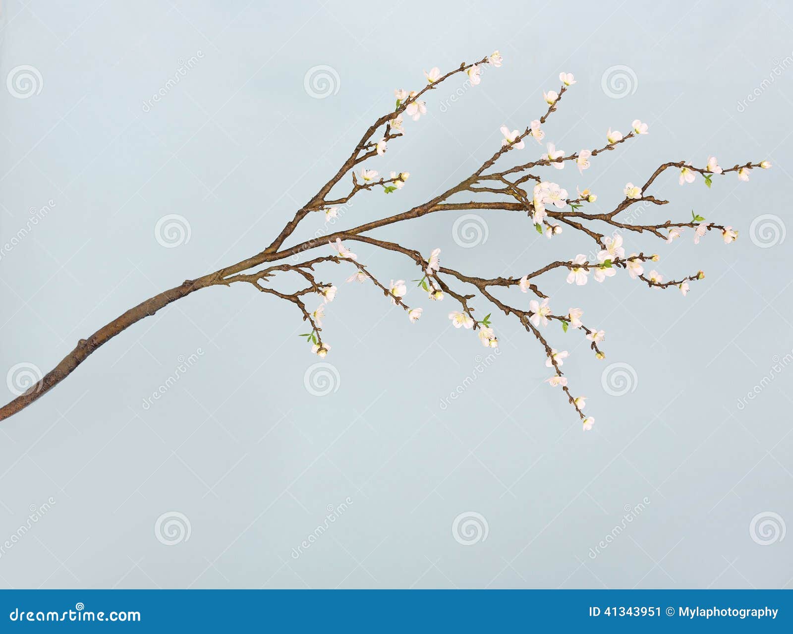 Hanging baby branch stock image. Image of sunny, tree 41343951