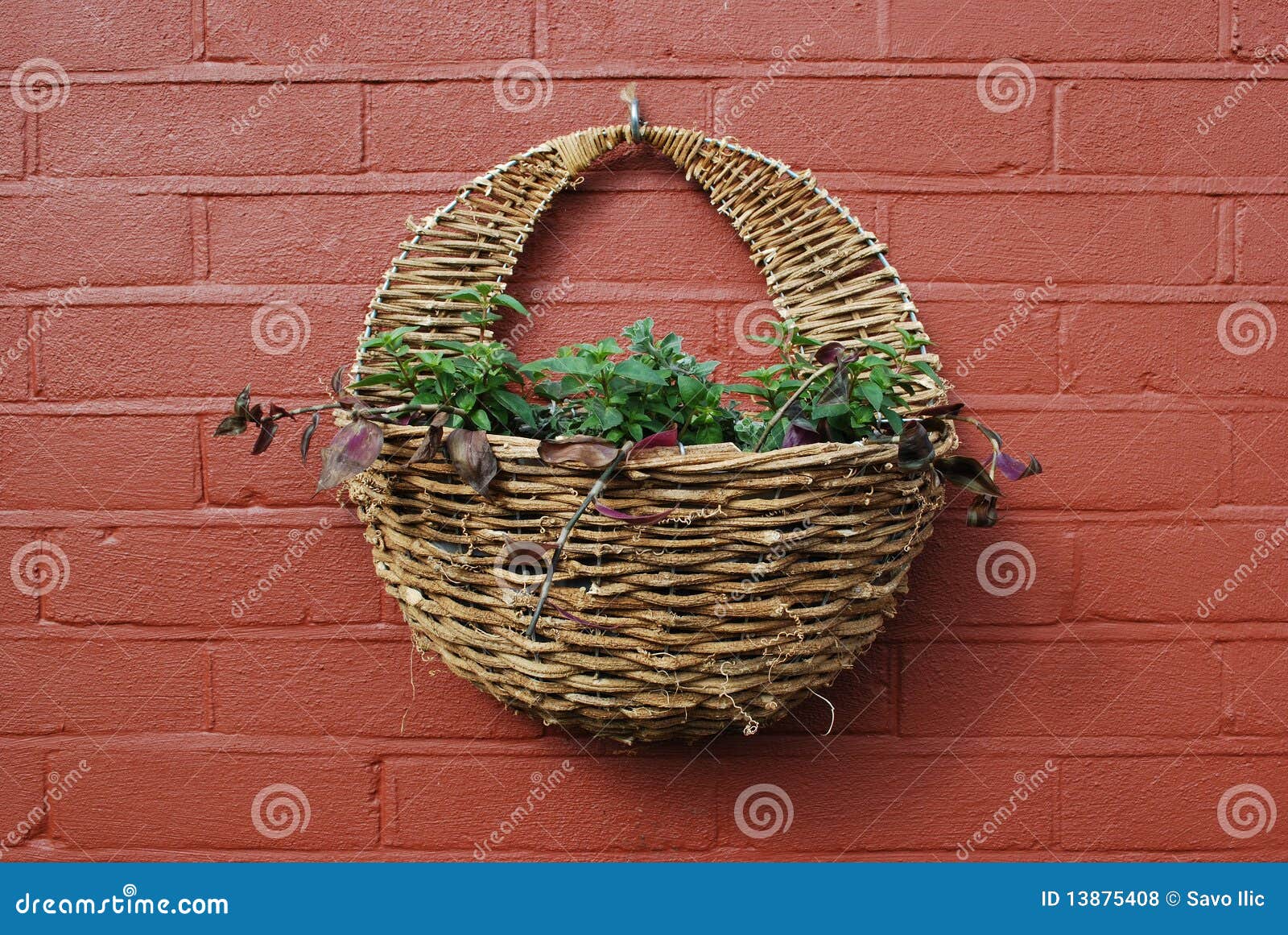 Hanging basket stock photo. Image of isolated, basket 13875408