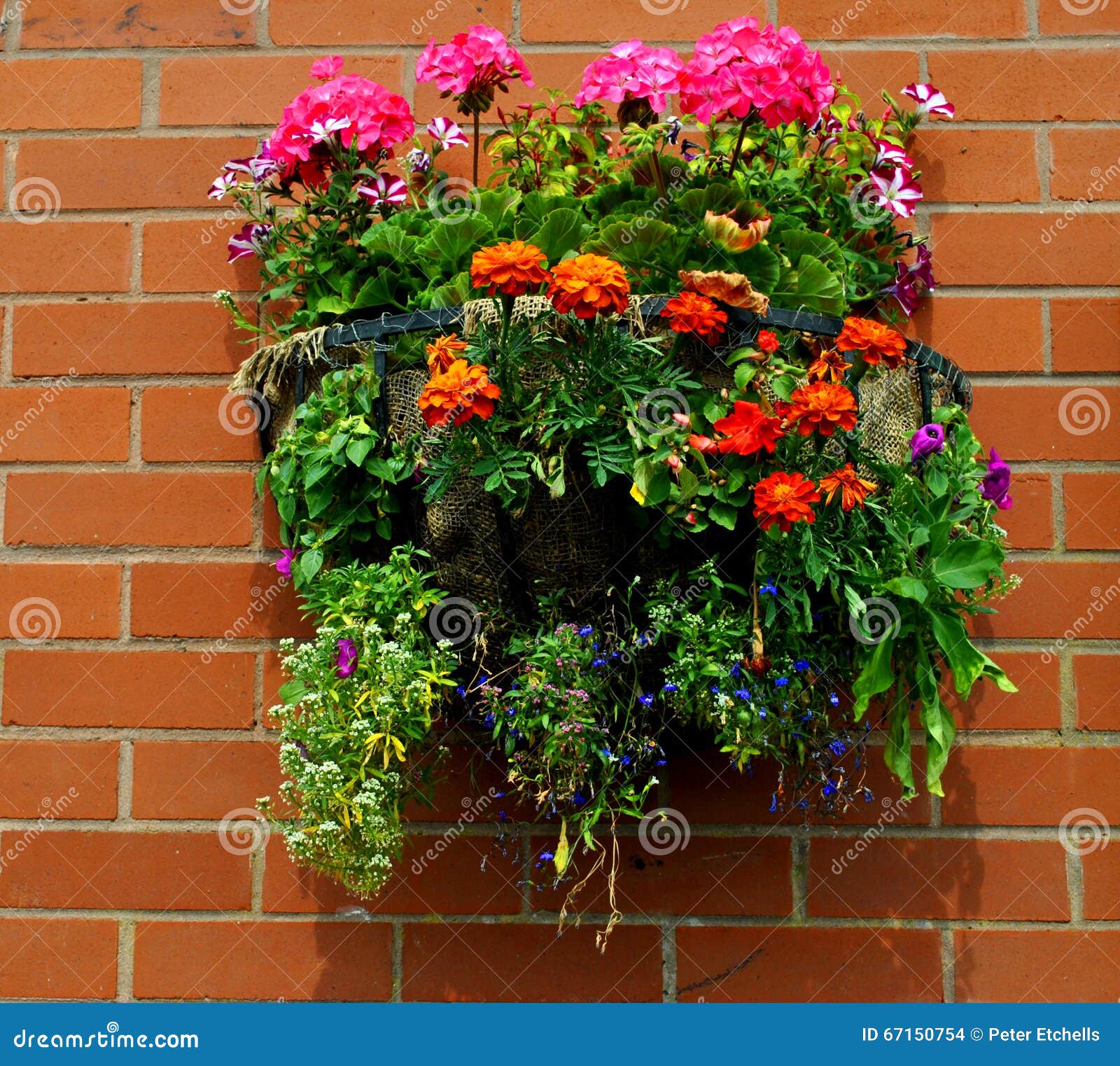 Hanging Basket with Bedding Plants Stock Photo Image of biology