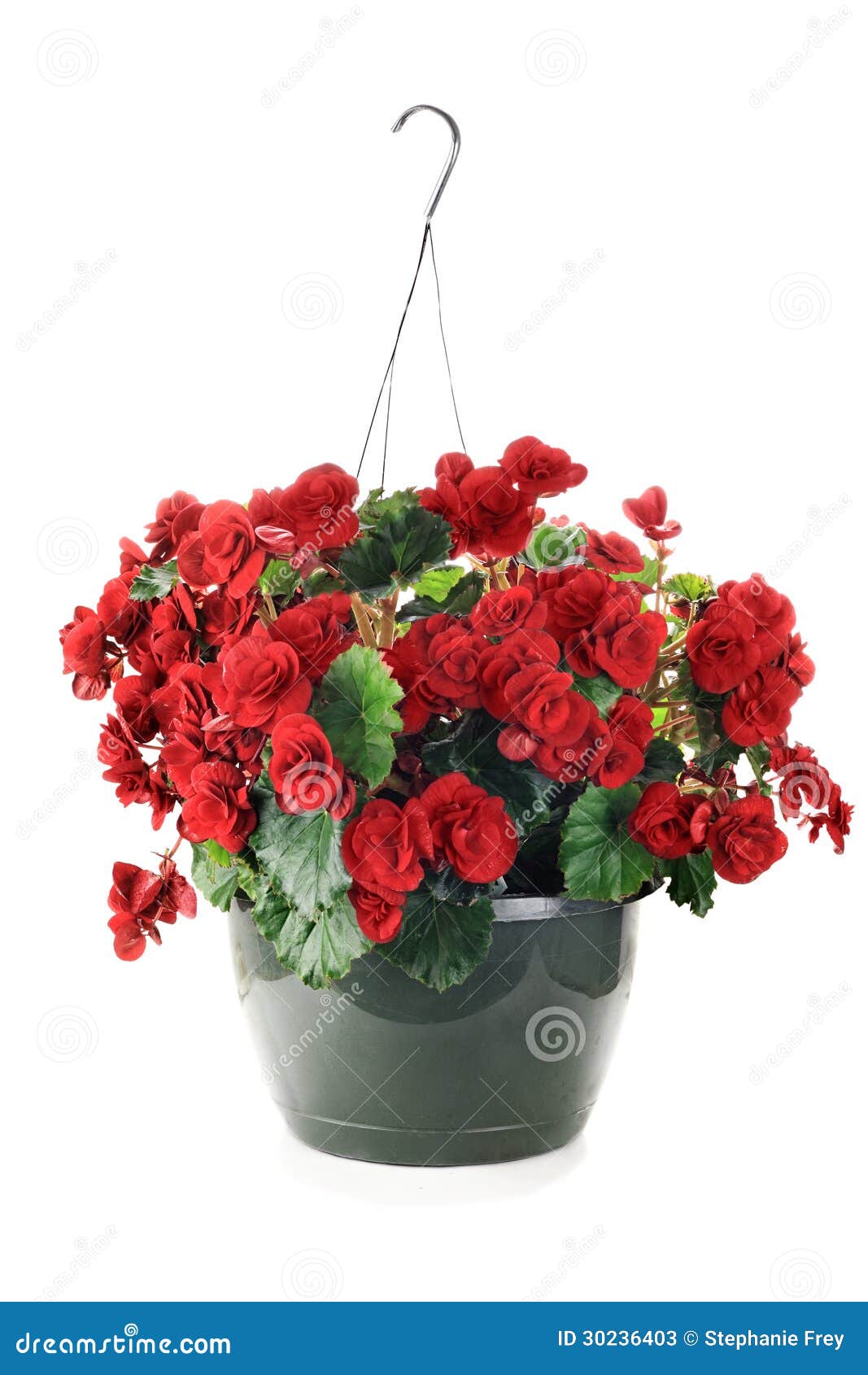 hanging begonias