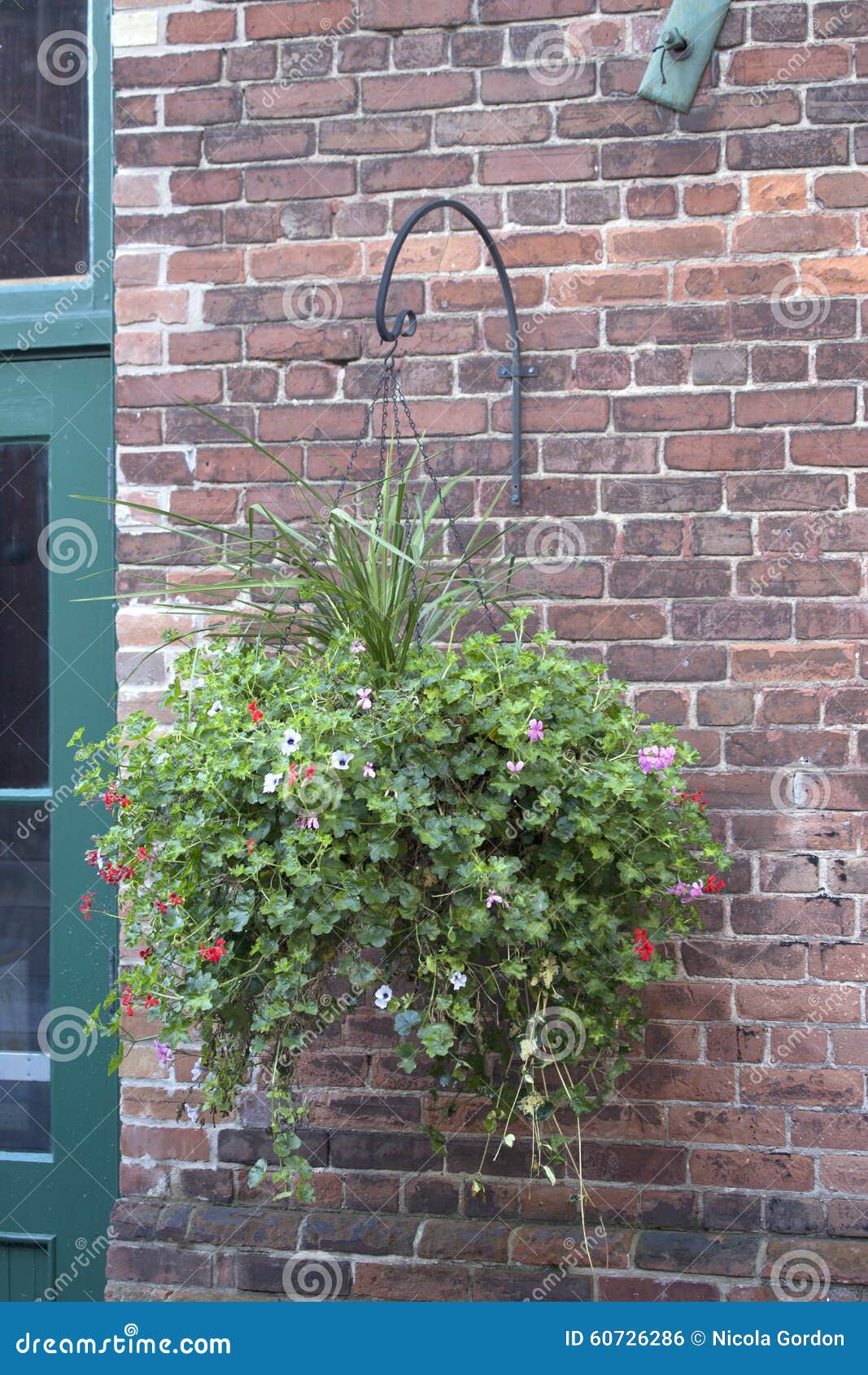 Hanging Basket stock photo. Image of nature, garden, wall 60726286