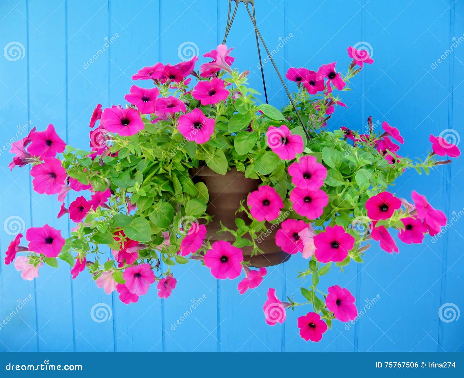 Hanging Basket Filled with Vibrant Pink Petunias. Stock Photo - Image ...