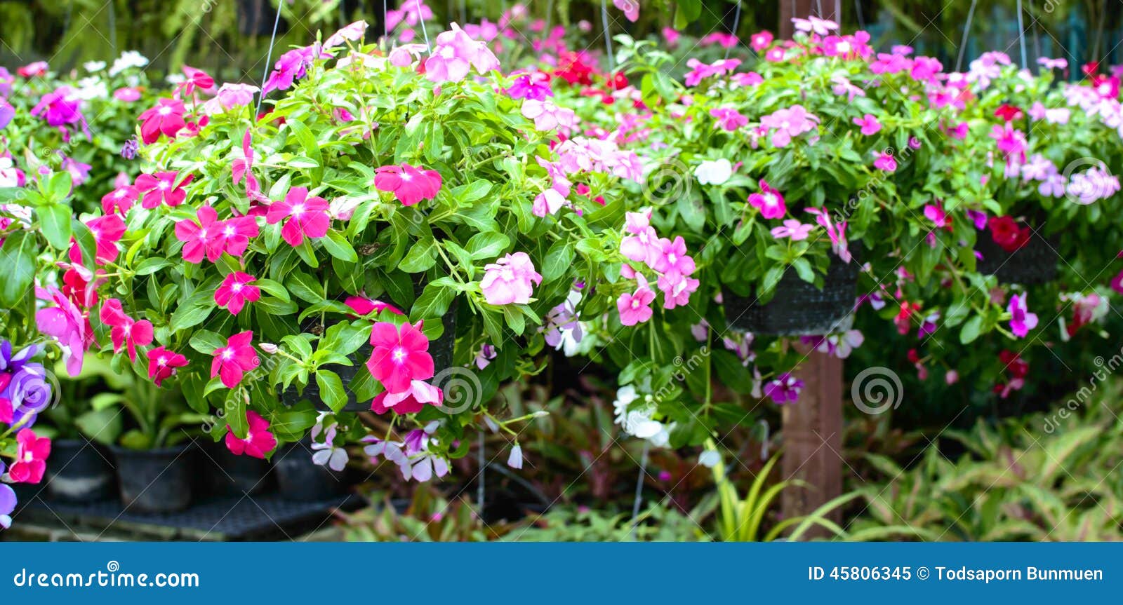 Hanging Basket with Impatiens Flowers Stock Image - Image of vertical