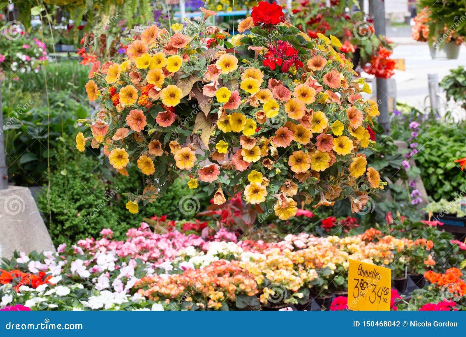 Hanging Basket with Orange, Yellow Petunia Stock Photo Image of