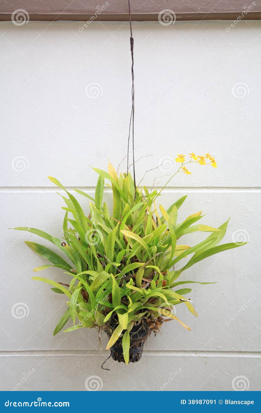 Hanging Basket of Yellow Flower Plant Stock Image Image of white