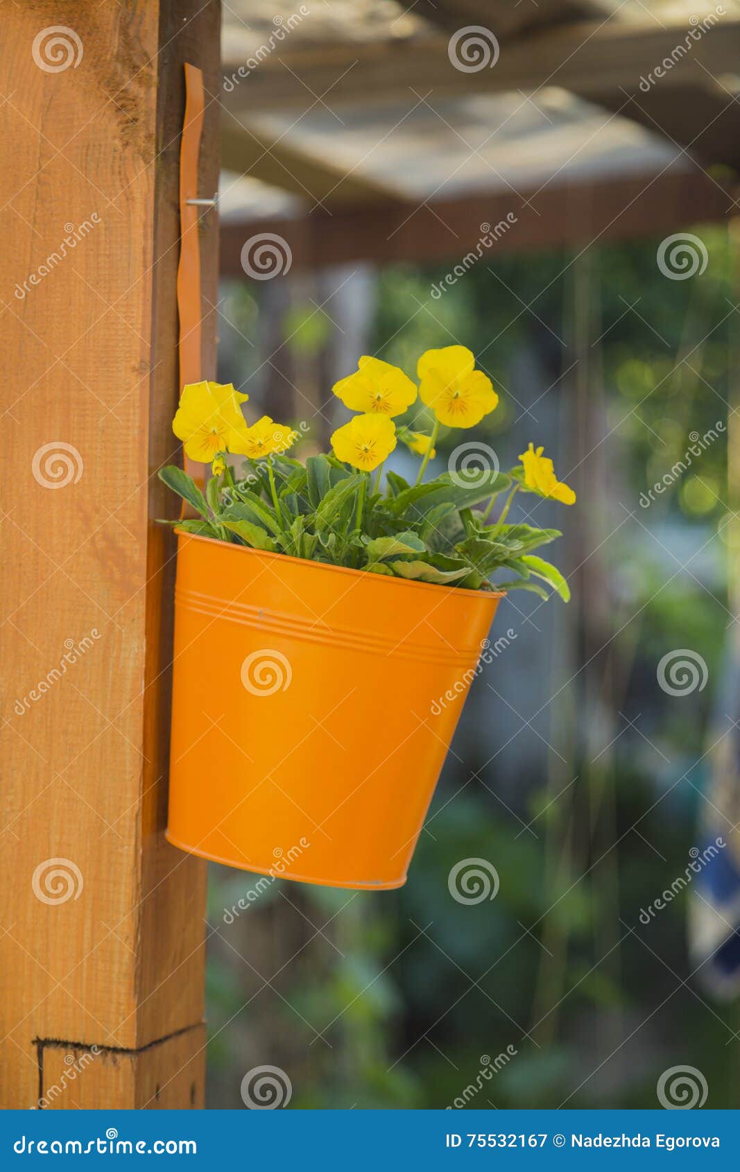 Hanging Basket of Yellow Flowers Stock Image Image of background