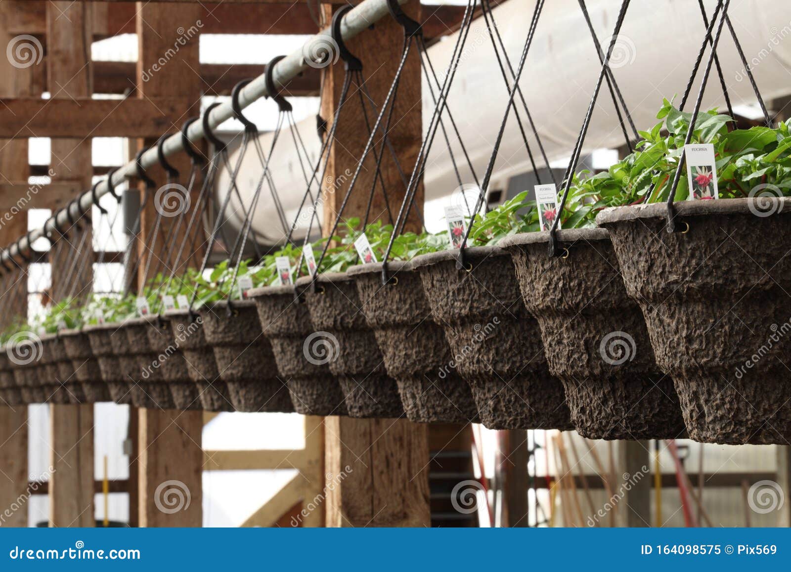 Hanging Floral Baskets at a Nursery. Stock Image Image of flower