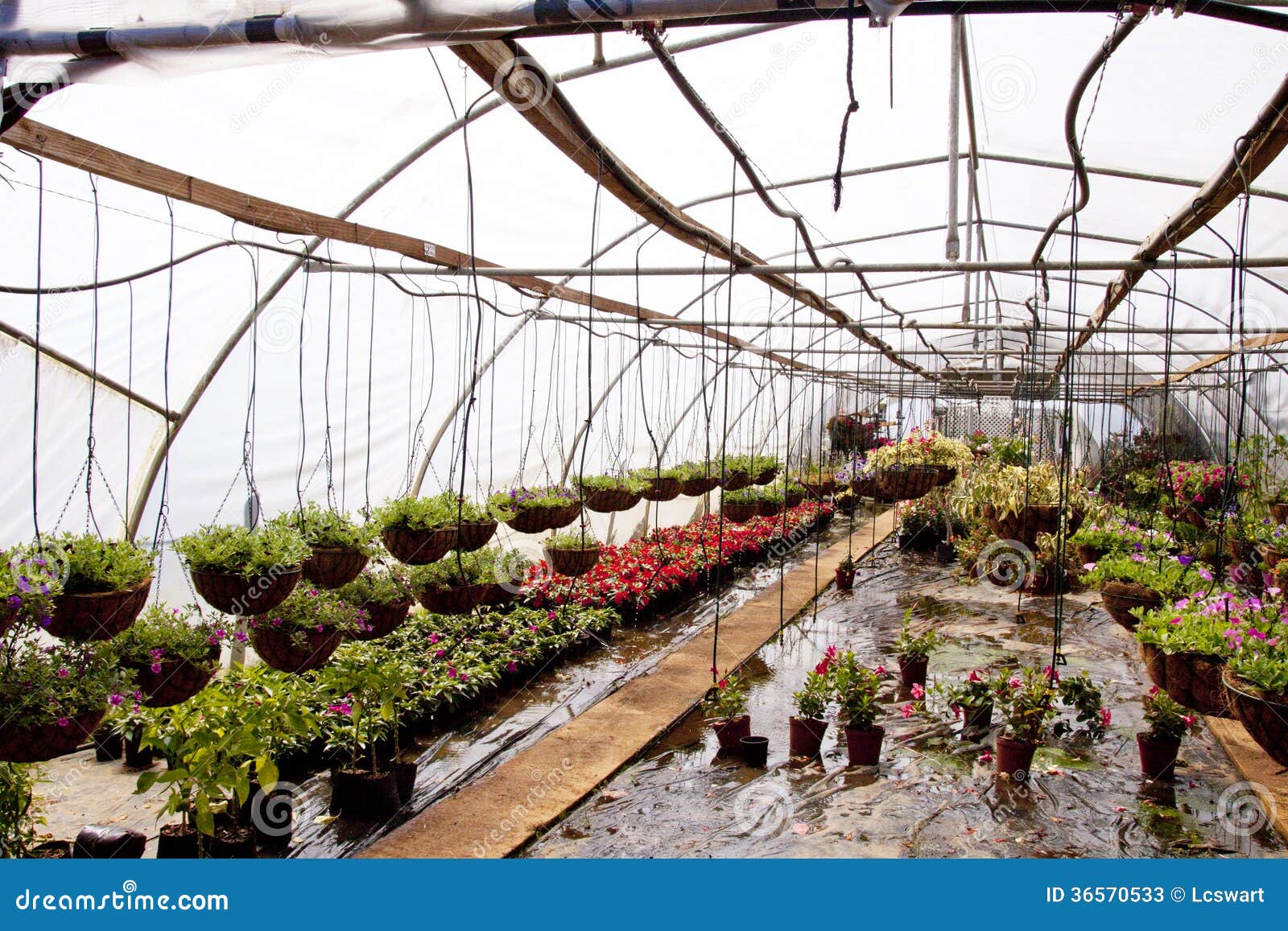 Hanging Baskets and Nursery Plants in a Hothouse Tunnel Stock Image
