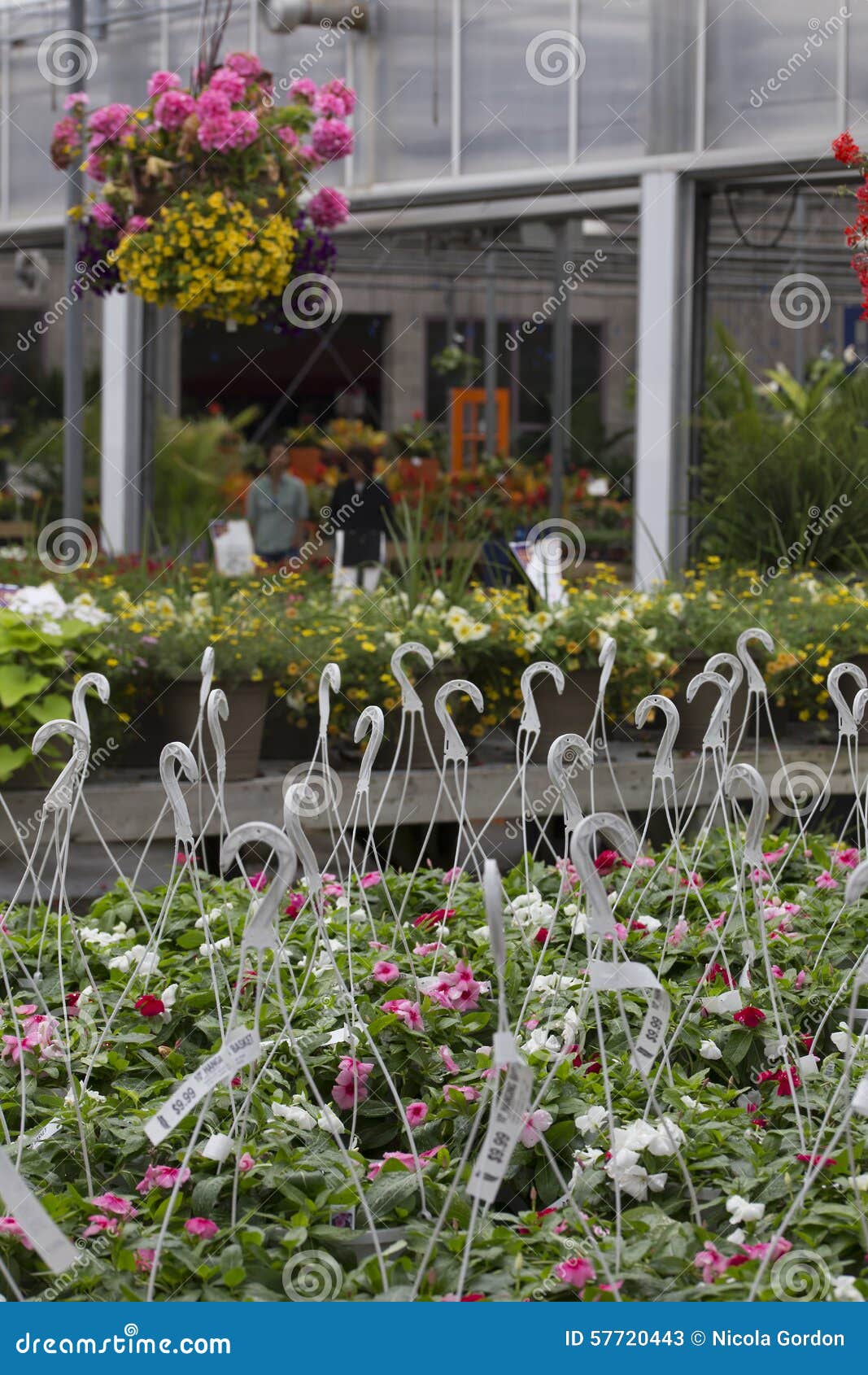 Hanging Baskets for Sale stock image. Image of sale, store 57720443