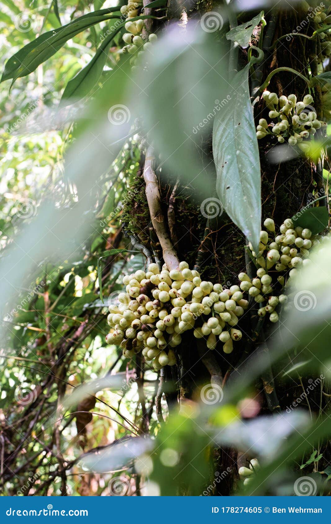 Hanging Berry Plant in Daintree Rainforest, Australia Stock Image