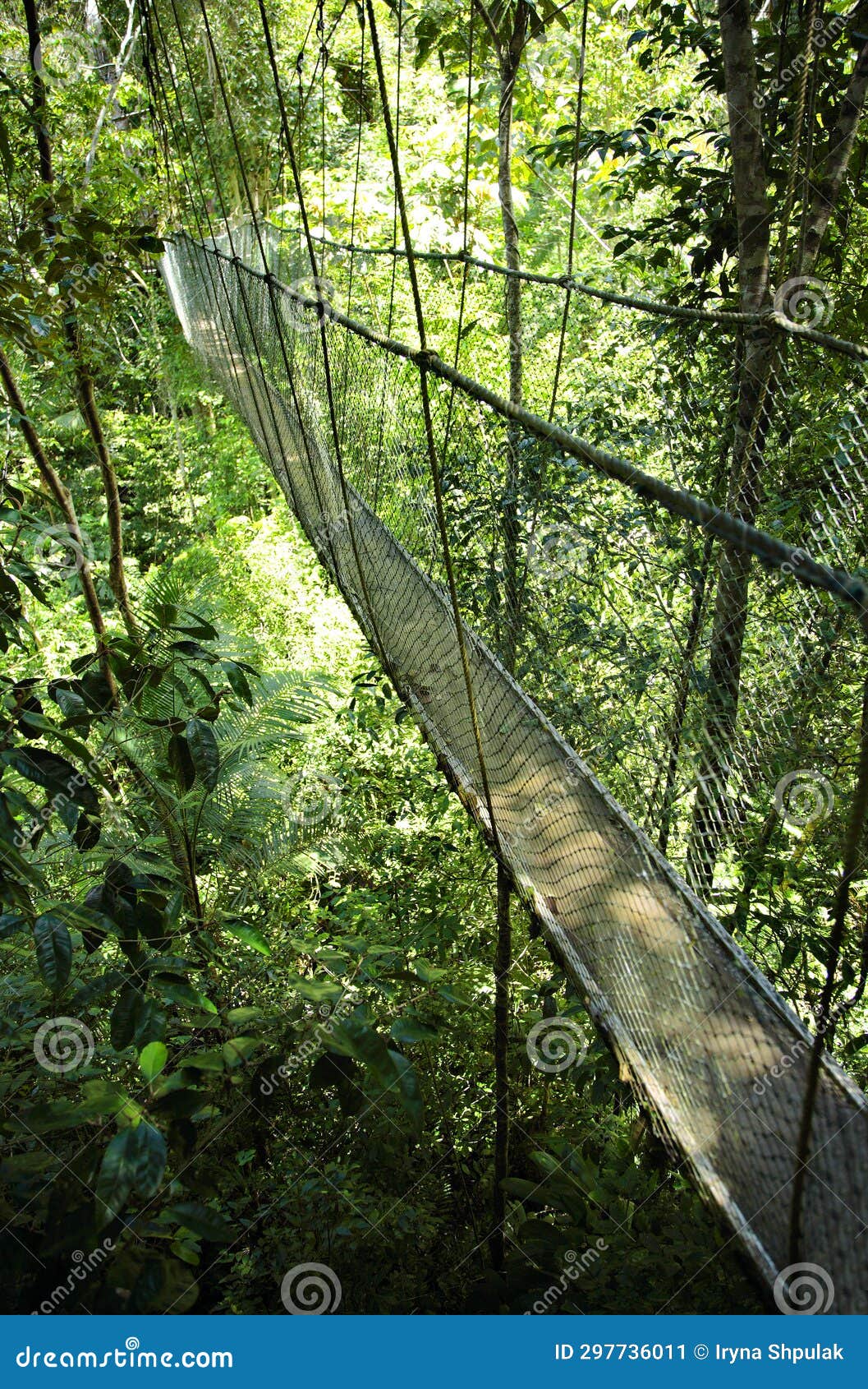 hanging bridge, atlantic rainforest, mata atlantica, bahia, brazil, south america