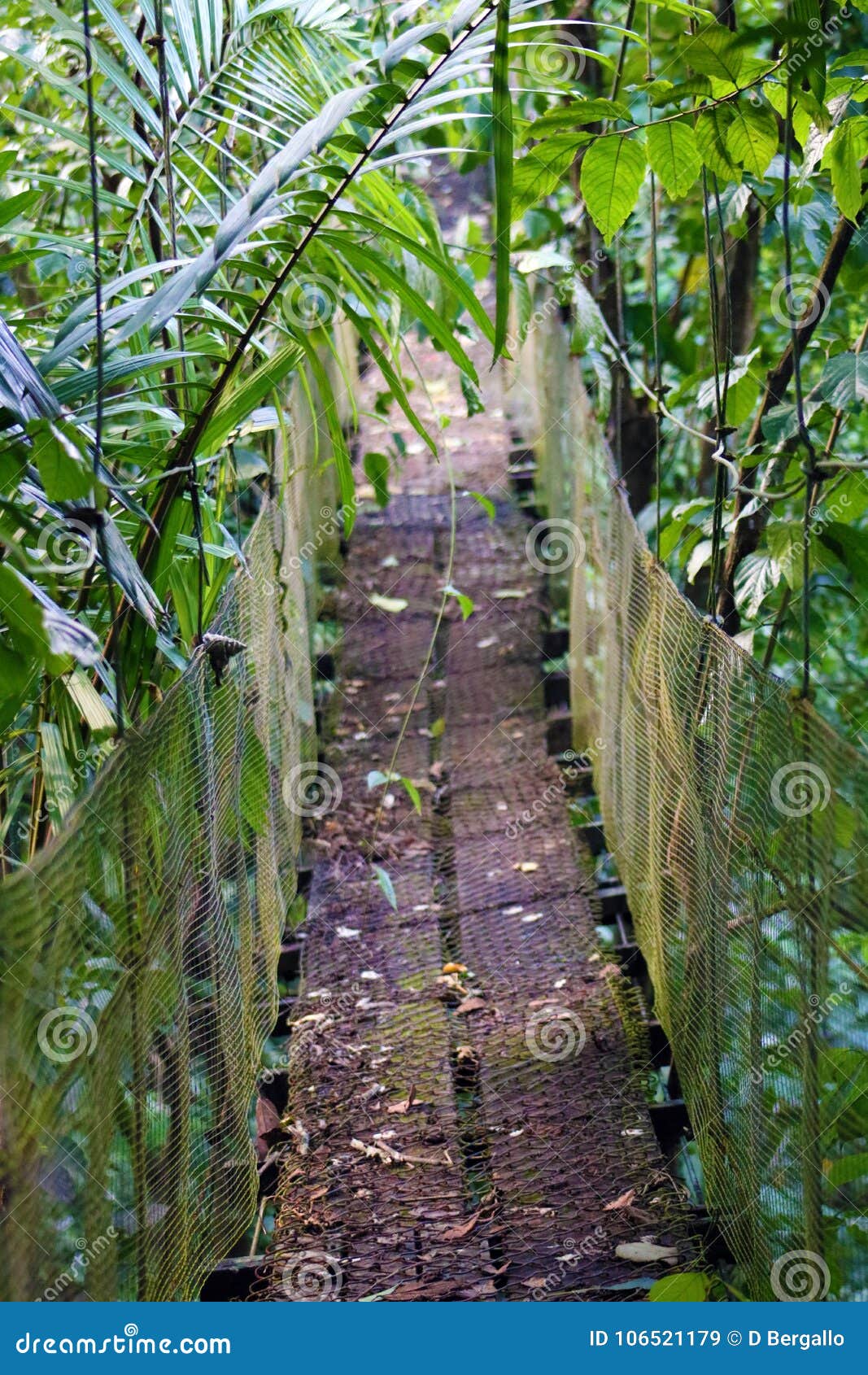 hanging bridge in the jungle in wild costa rica