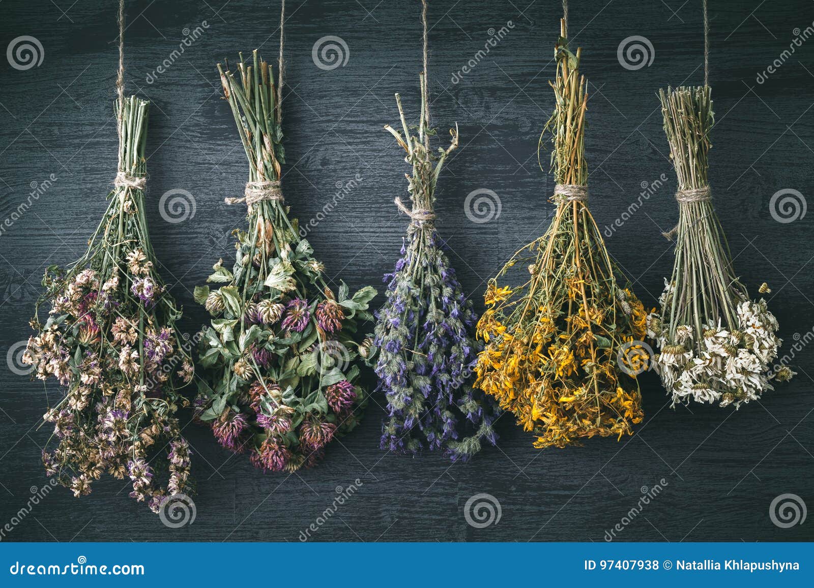 hanging bunches of medicinal herbs and flowers. herbal medicine.