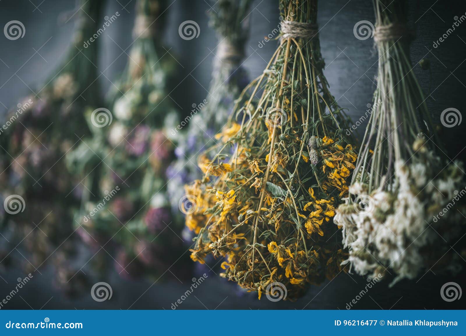 hanging bunches of medicinal herbs, focus on hypericum flower.