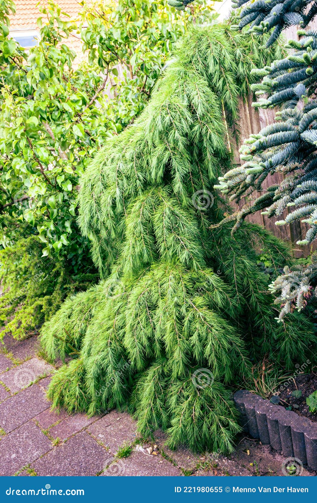 Drooping Cedar Tree in a Garden Stock Image Image of natural, cedar