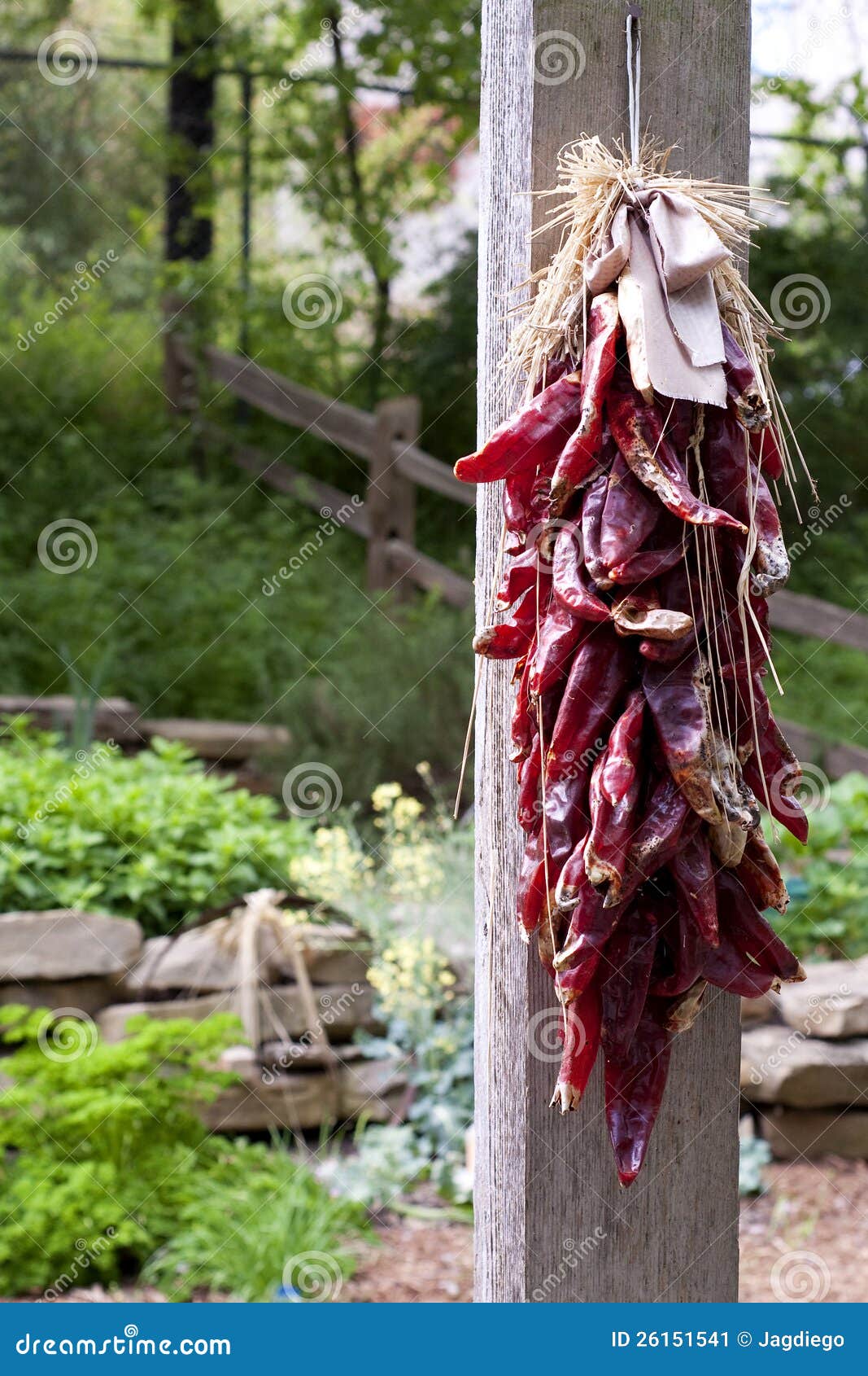 Hanging Chili peppers stock image. Image of cooking, edible 26151541