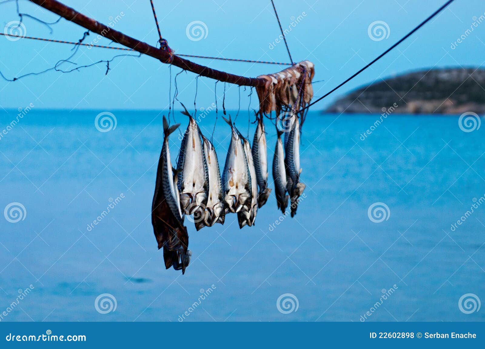 Fish Hanging On Line Closeup Fish Stock Photos - 2,420 Images