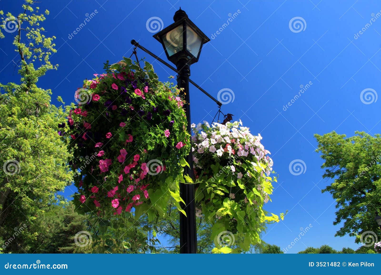 Hanging Flower Basket stock photo. Image of flower, lamppost 3521482