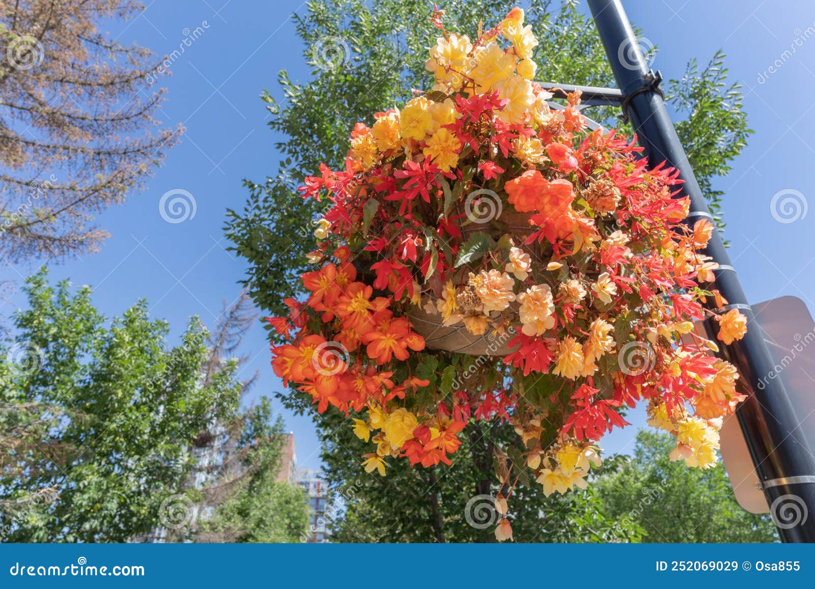 Hanging Flower Baskets on Calgary Downtown Streets in Summer Stock