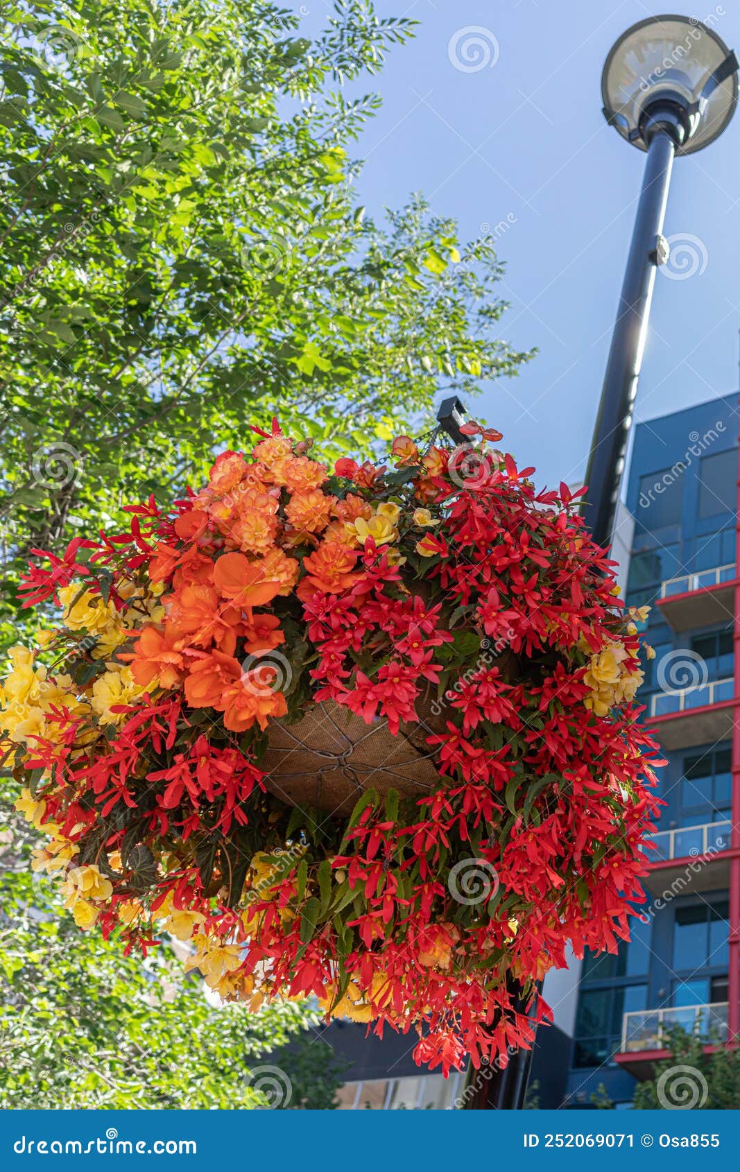 Hanging Flower Baskets on Calgary Downtown Streets in Summer Stock