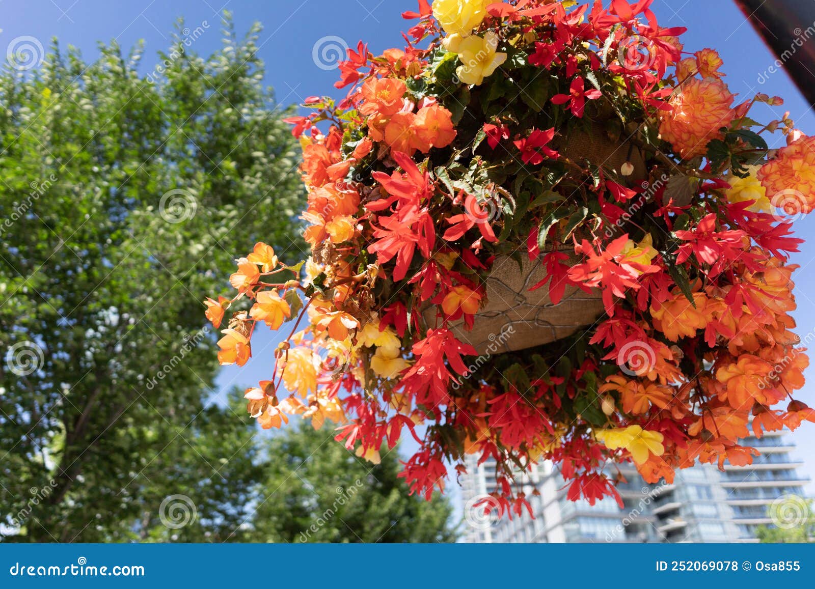 Hanging Flower Baskets on Calgary Downtown Streets in Summer Stock
