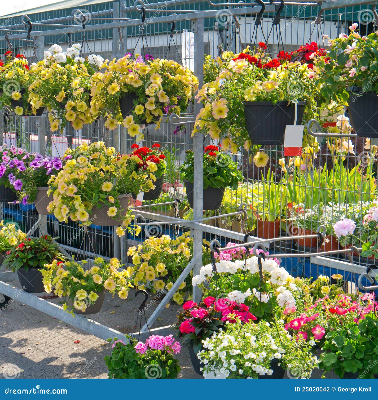 hanging flower baskets in garden center stock photo - image of mart