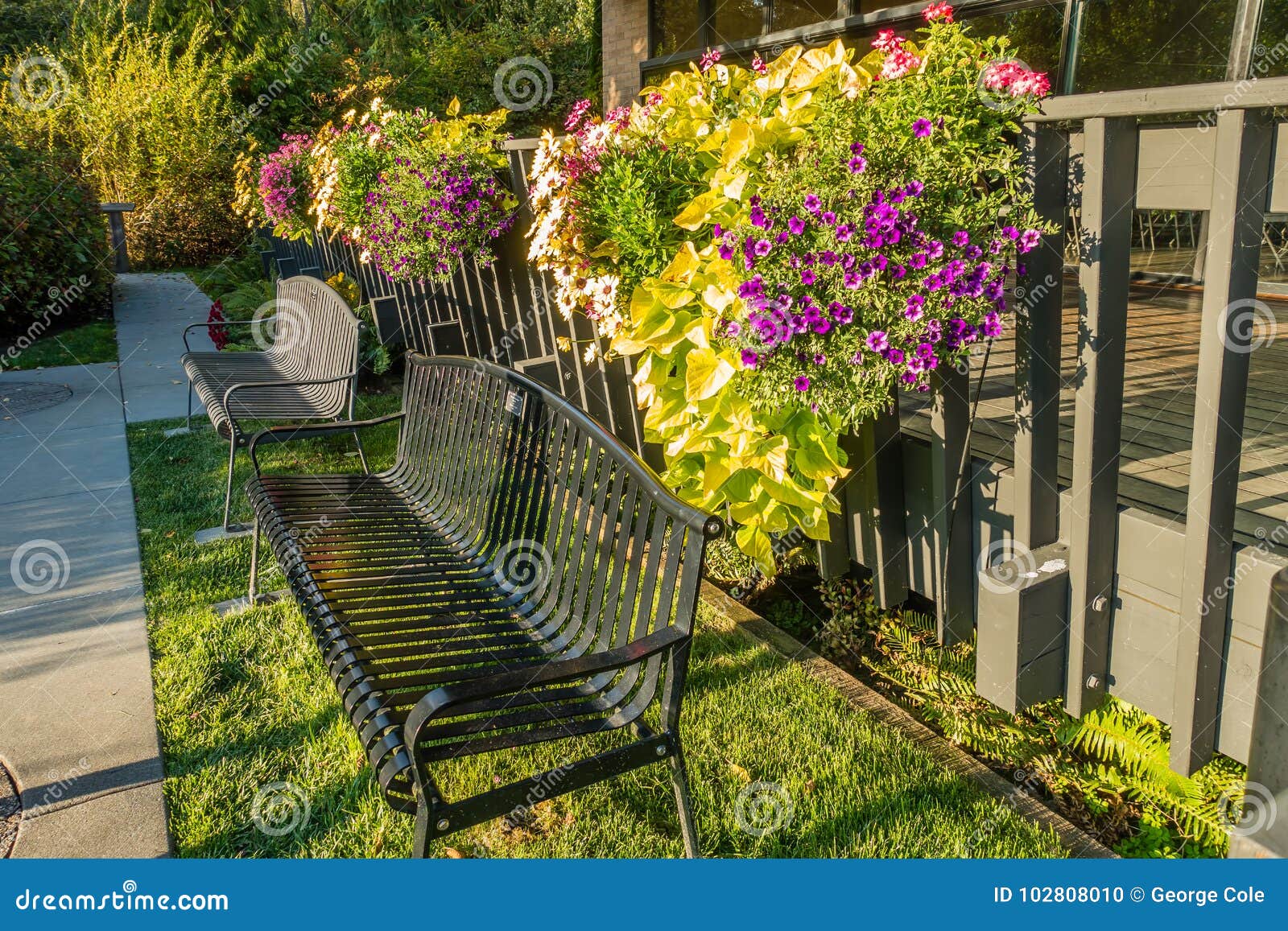 Hanging Flower Baskets stock photo. Image of baskets 102808010
