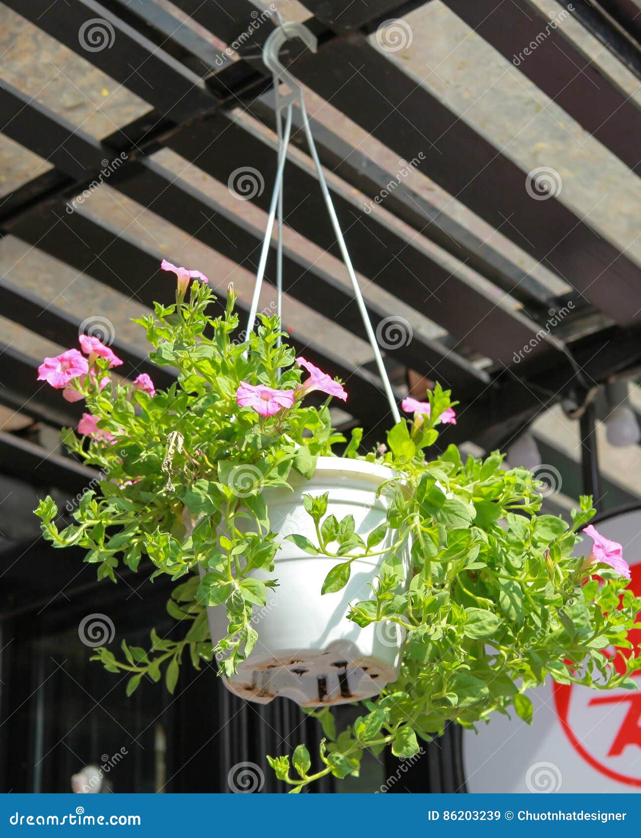 Hanging flower baskets stock image. Image of flora, bloom 86203239