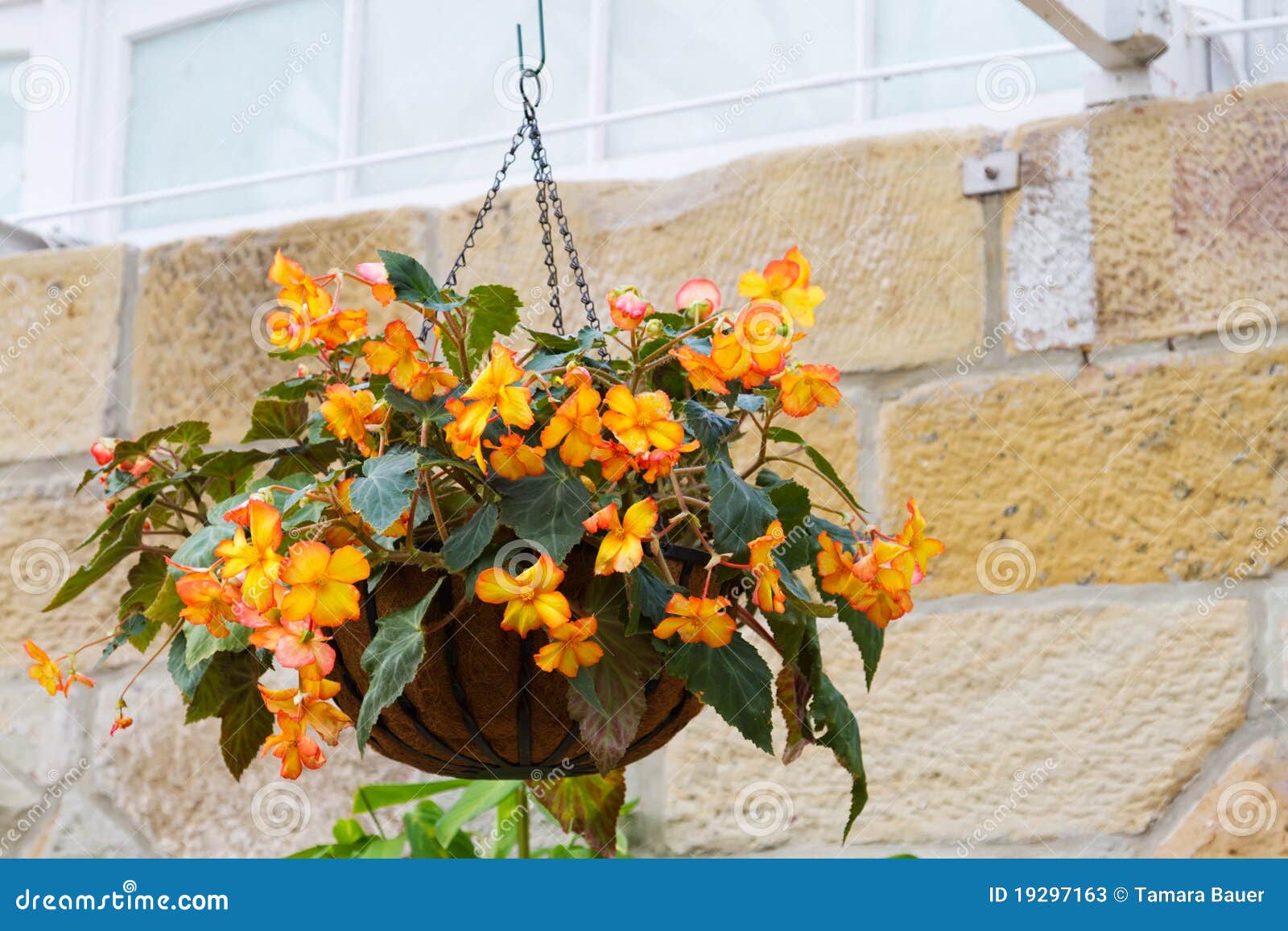Hanging flower pot stock image. Image of plant, pretty 19297163