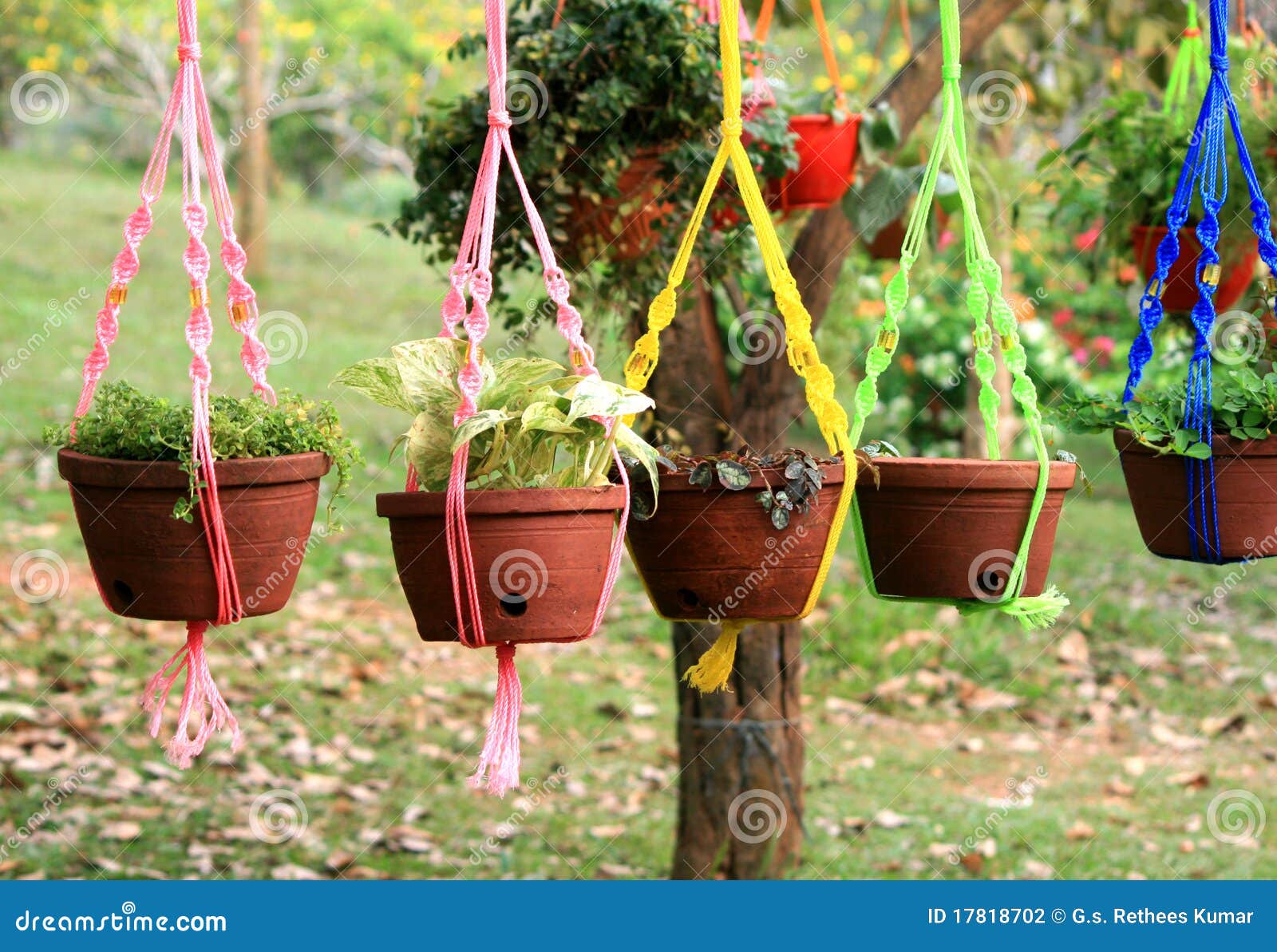 Hanging flower pots stock photo Image of planting object