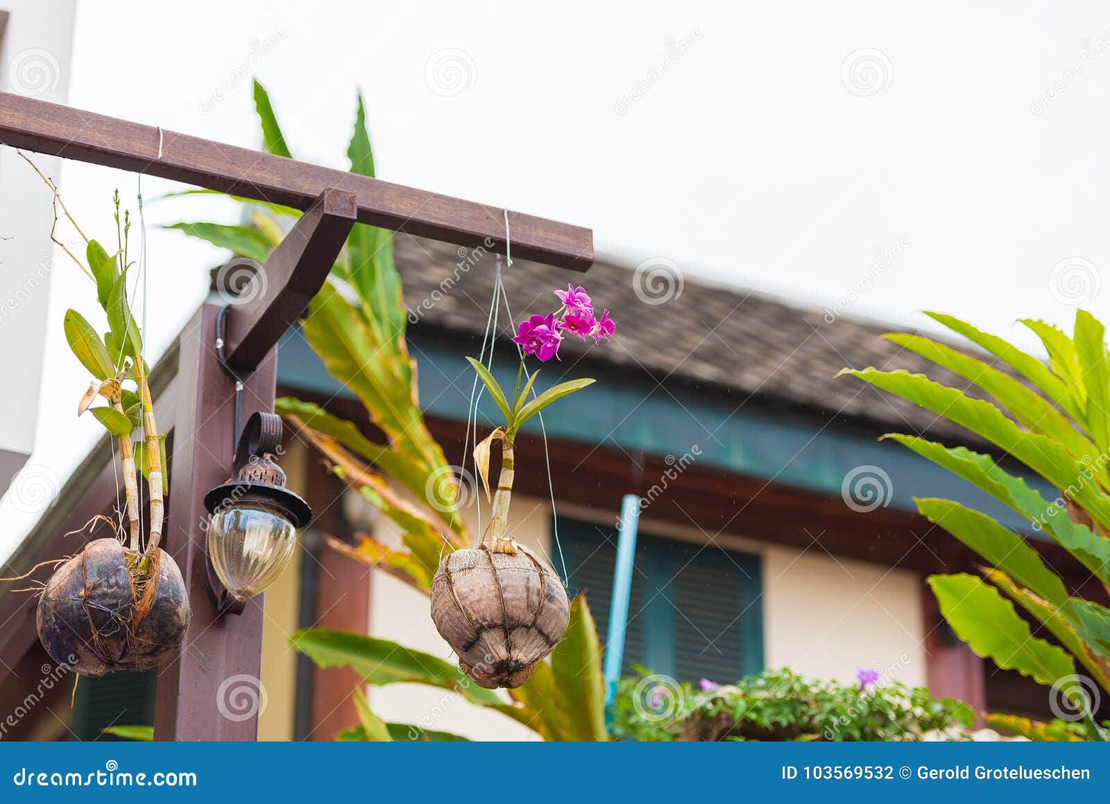 hanging flower pots from coconuts in louangphabang, laos. close-up.