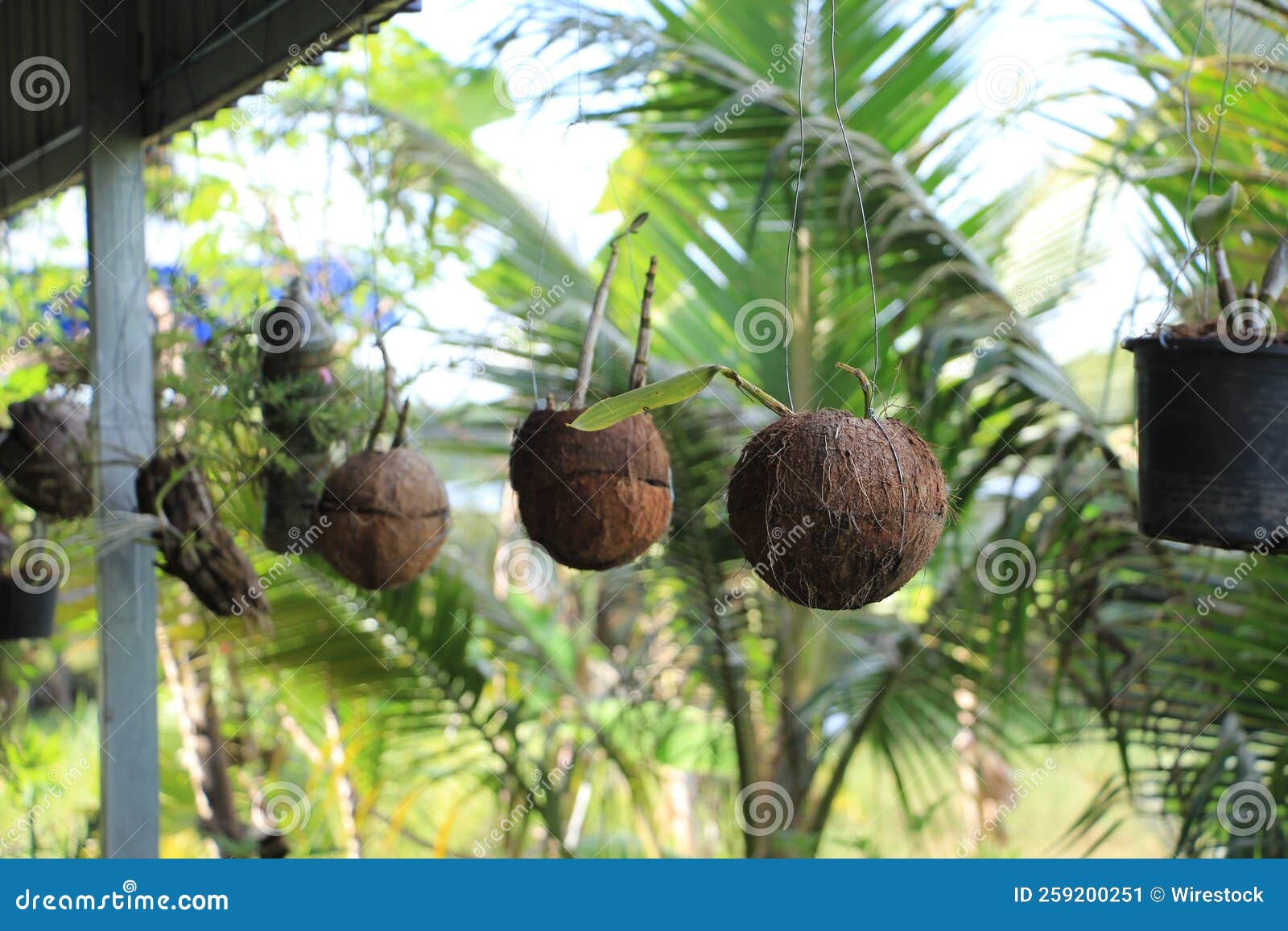 Hanging Flower Pots Made with Coconuts Stock Image Image of container