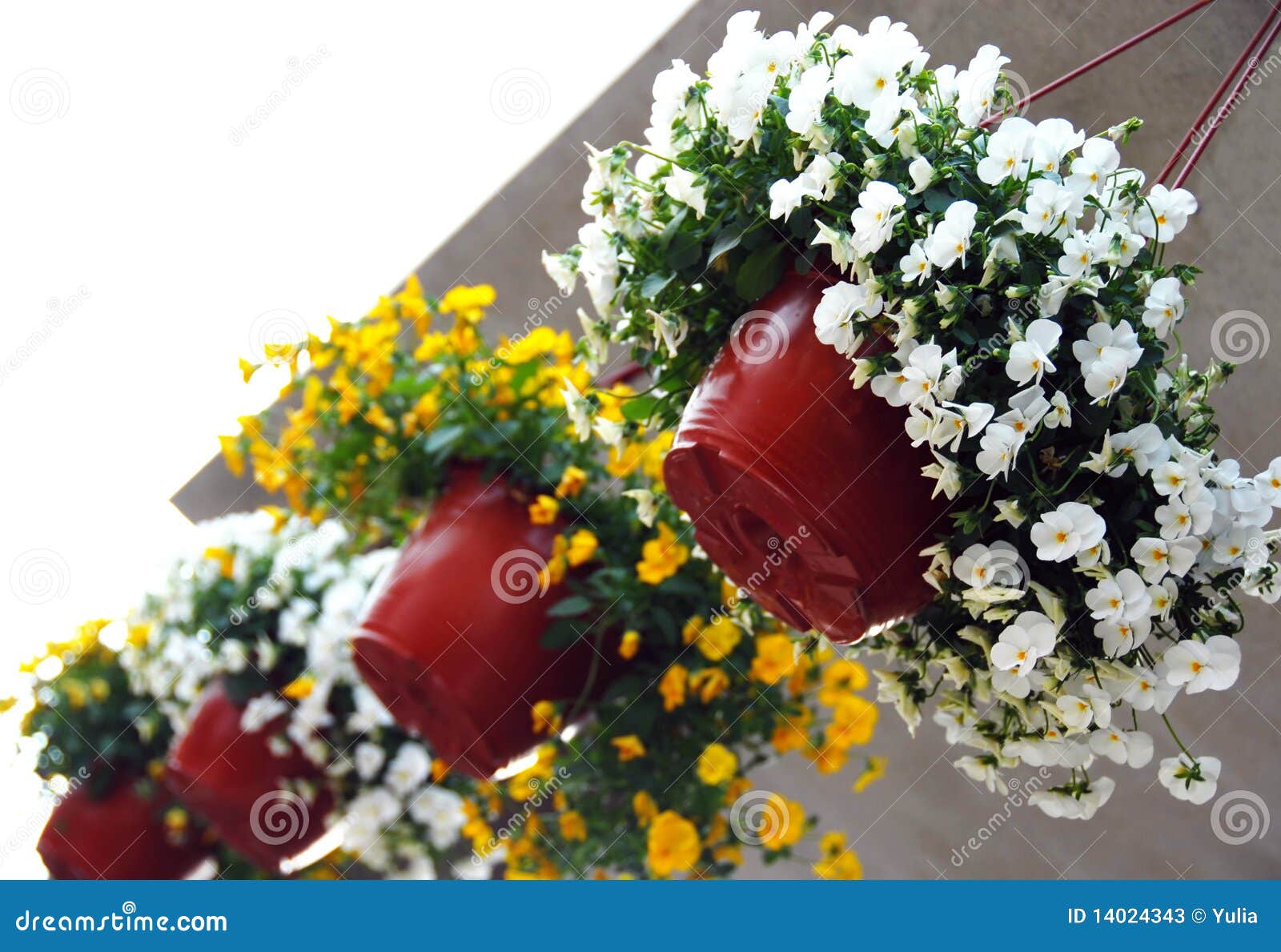 Hanging Flowerpots with Viola Stock Image Image of arrangement, spring 14024343