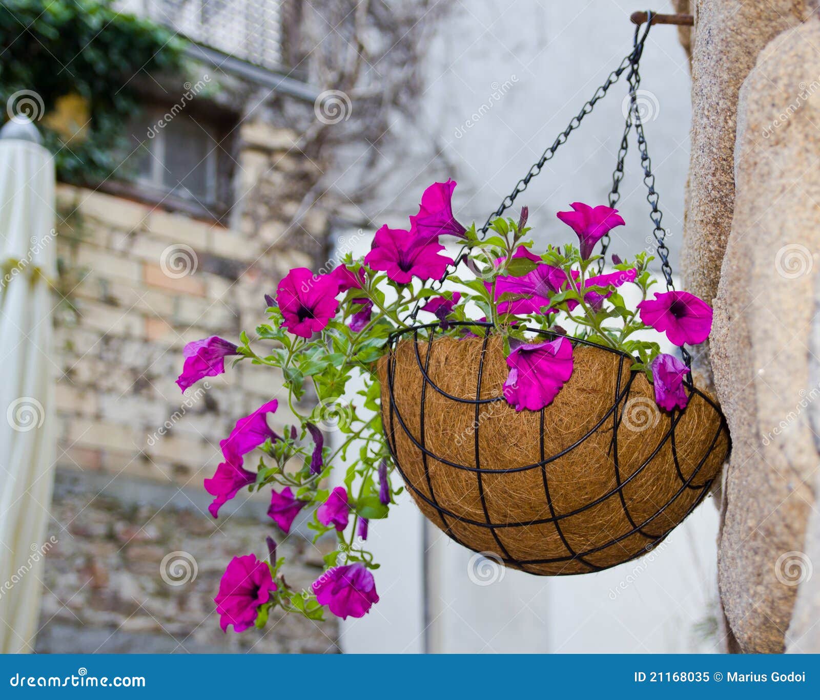 Hanging flowers basket stock image. Image of decorative 21168035