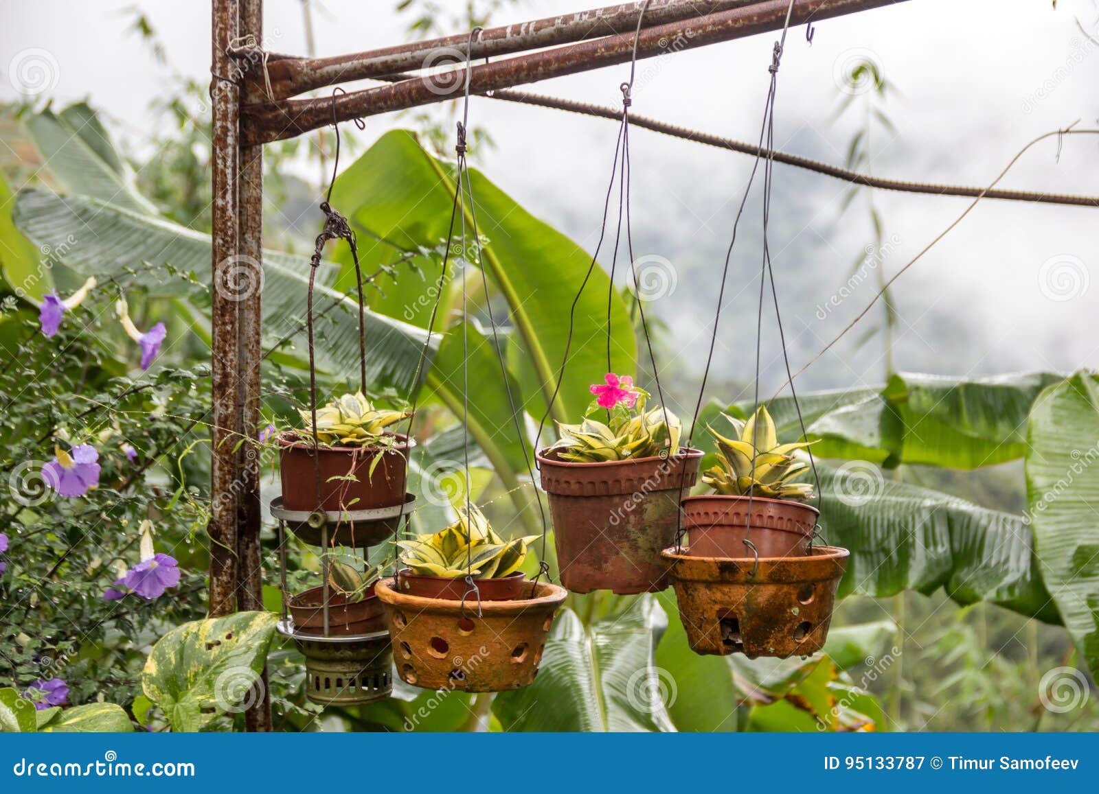 Hanging Flowers in Pots Outside Stock Image Image of plant, flowerpot