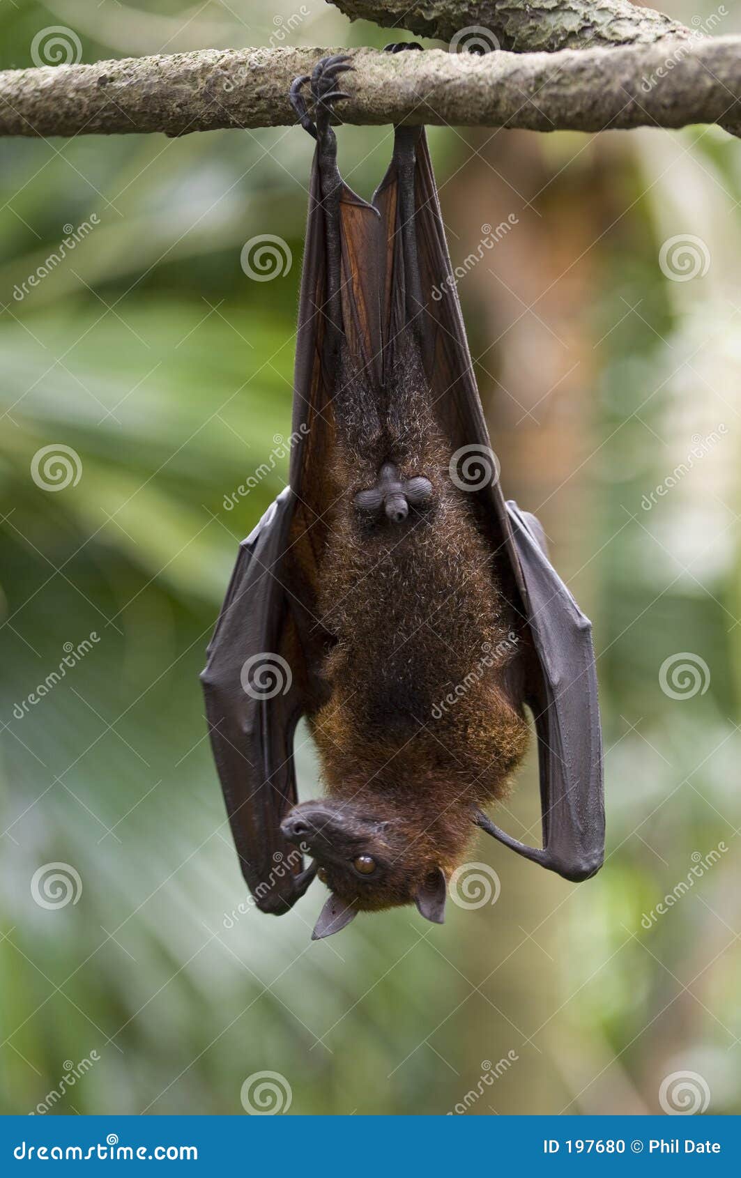 Hanging Fruit Bat stock photo. Image of rainforest, wings - 197680