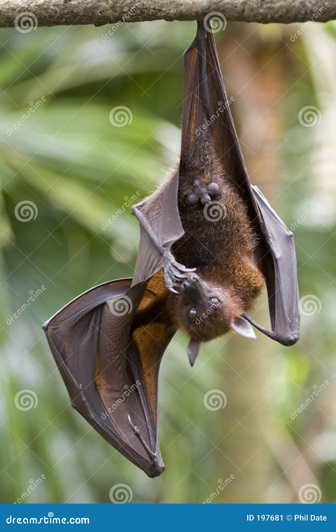 hanging fruit bat
