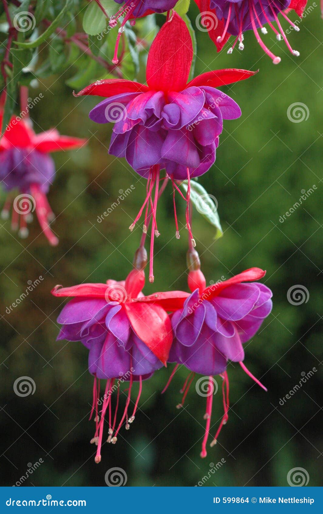 hanging fuchsia